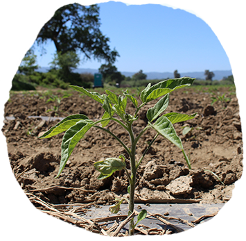 sprouting produce